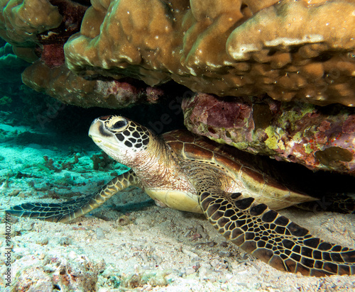 A Green turtle resting on sand Apo  Island Philippines photo