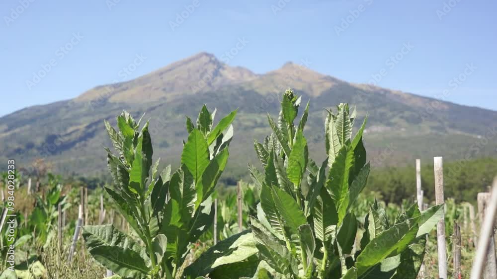 Tobacco leaves ready to harvest with mountain background Tobacco leaves ready to harvest with mountain background