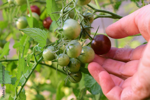 Frau pflückt reife Tomaten von Rispentomate im Glashaus photo