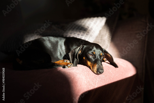 Dachshund napping in the sun on the sofa