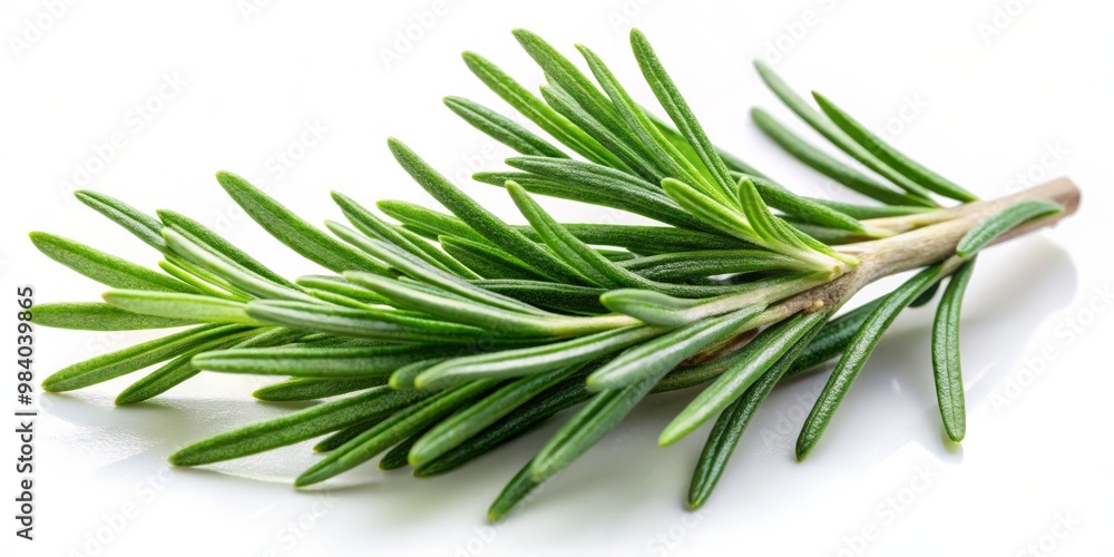 Close-Up of Fresh Rosemary Sprig with Vibrant Green Leaves on a White Background, Showcasing Texture and Shine in a Simple, Clean Composition with Soft Diffused Lighting Close-Up of Fresh Rosemary Sprig with Vibrant Green Leaves on a White Background, Showcasing Texture and Shine in a Simple, Clean Composition with Soft Diffused Lighting