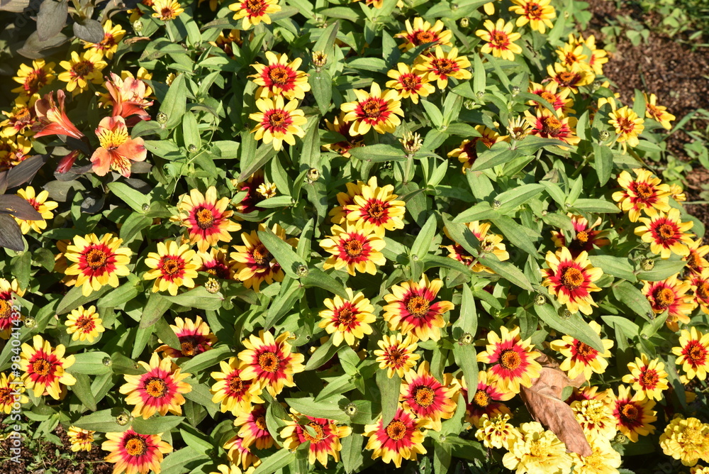 Petits zinnias jaune et rouge au jardin en été Petits zinnias jaune et rouge au jardin en été