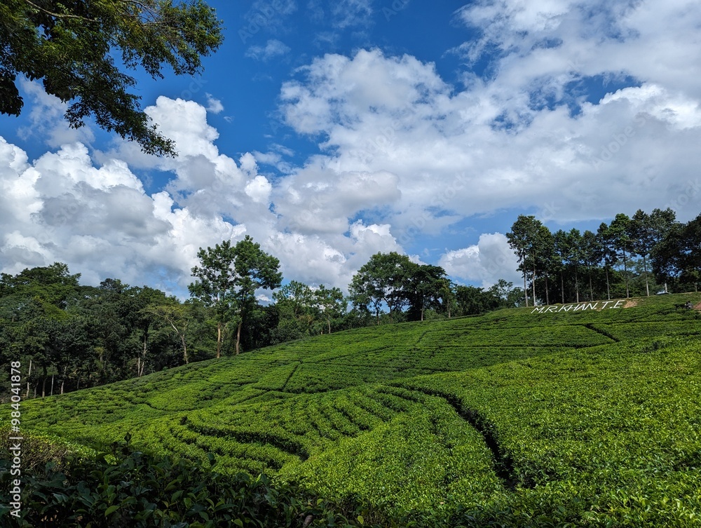 Fototapeta premium Darjeeling tila Green tea garden terrace at sreemangal, bangladesh