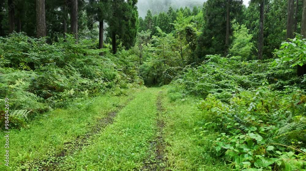 朝霧に包まれた山 雨に濡れた森林 空撮 風景 朝霧に包まれた山 雨に濡れた森林 空撮 風景