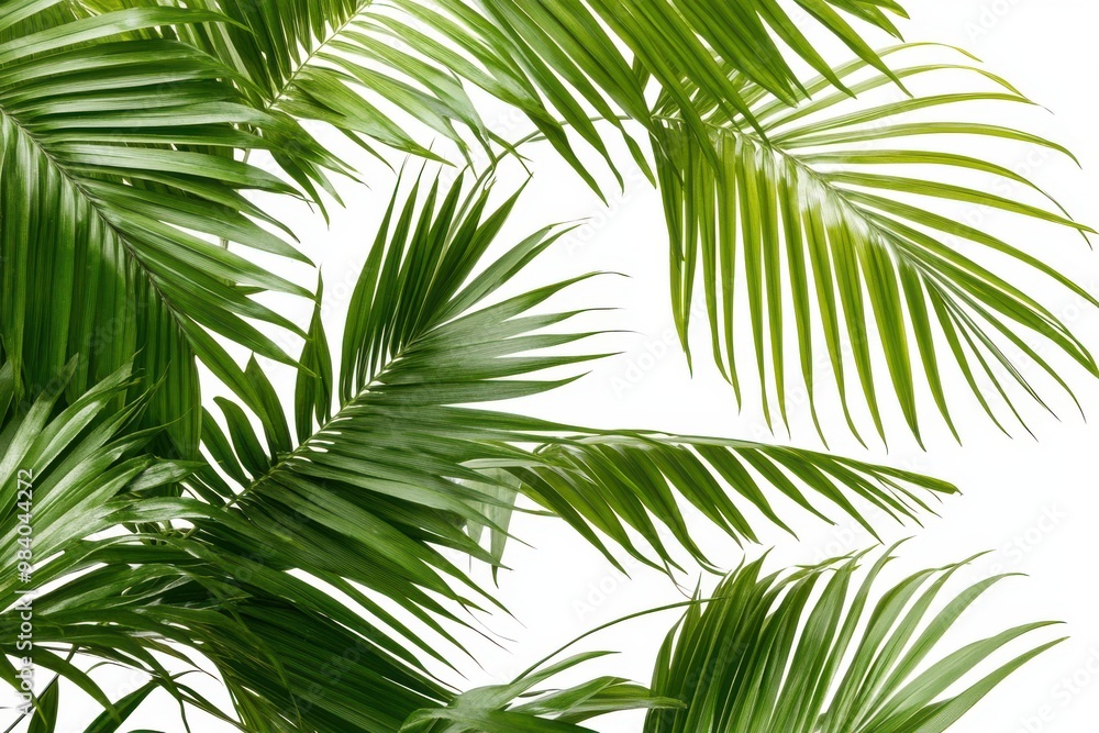 A close-up of lush green palm fronds against a white background A close-up of lush green palm fronds against a white background