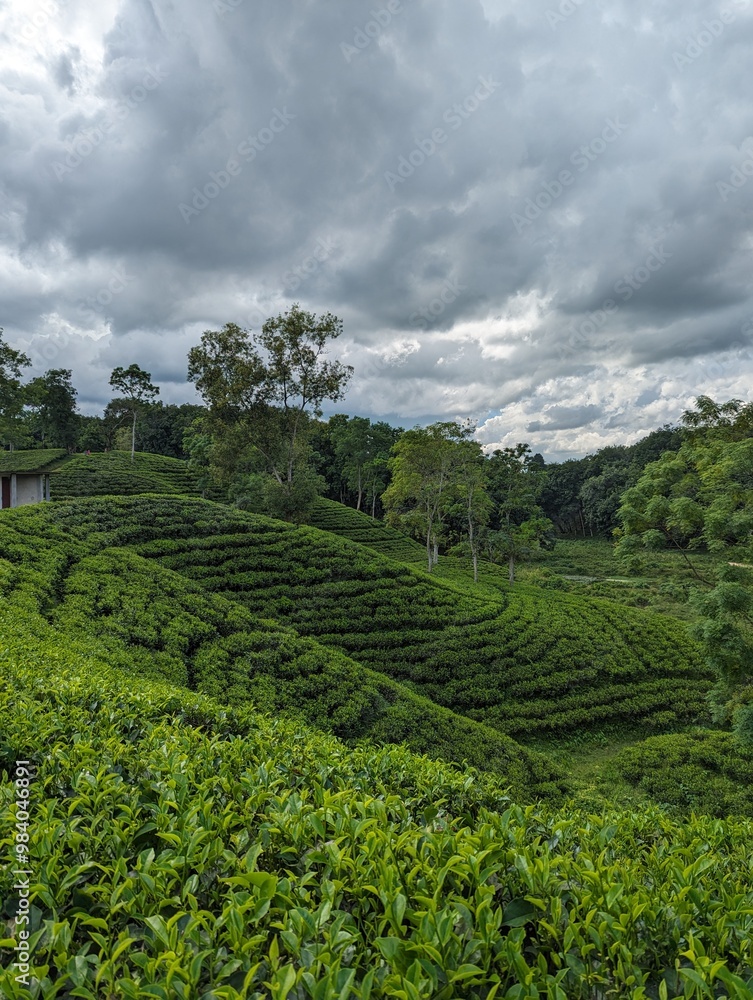 Darjeeling tila Green tea garden terrace at sreemangal, bangladesh Darjeeling tila Green tea garden terrace at sreemangal, bangladesh