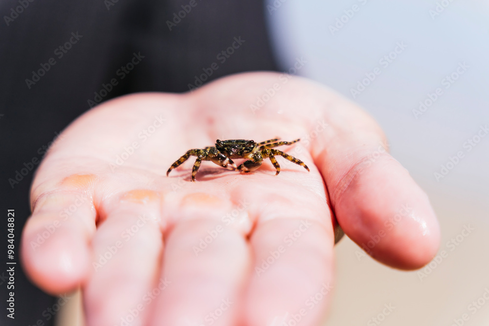 Small crab resting on a human palm in close-up view Small crab resting on a human palm in close-up view