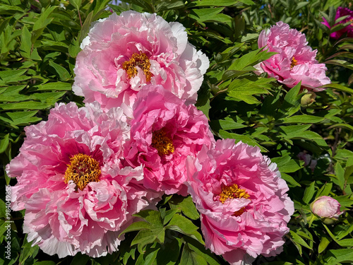 Beautiful flowers Peony tree paeonia pink blossom.  photo