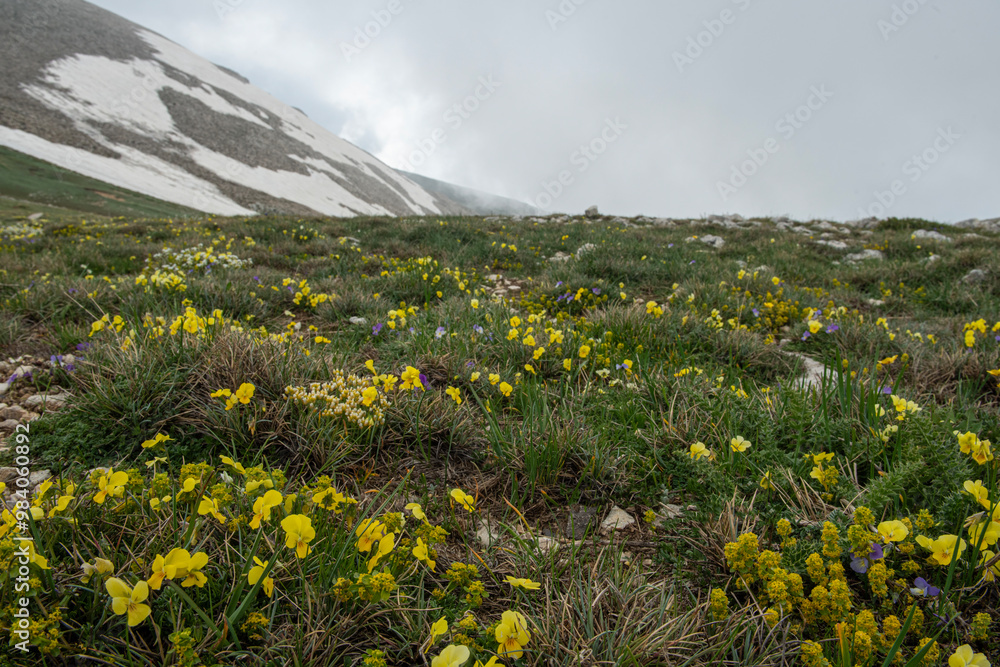 Fototapeta premium Colorful endemic flower species found in the mountains. Mountain flowers. Endemic mountain flowers. View of endemic flowers in green meadows in autumn. Green forest land.Mountain hut in the background