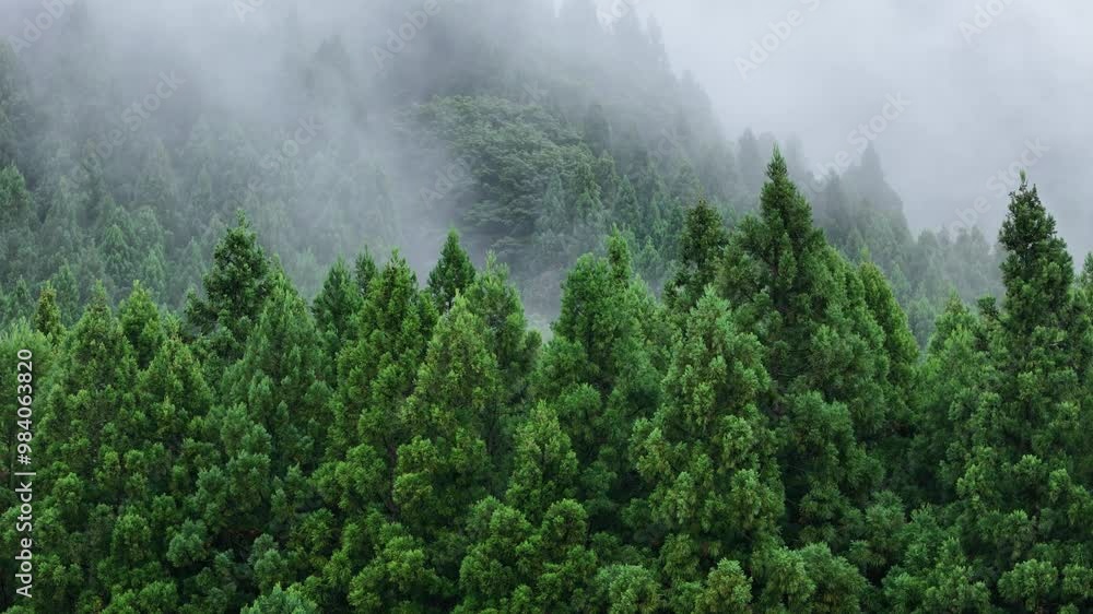 朝霧に包まれた山 雨に濡れた森林 空撮 風景 朝霧に包まれた山 雨に濡れた森林 空撮 風景