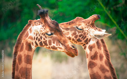 Family of giraffes in a gorgeous touching moment