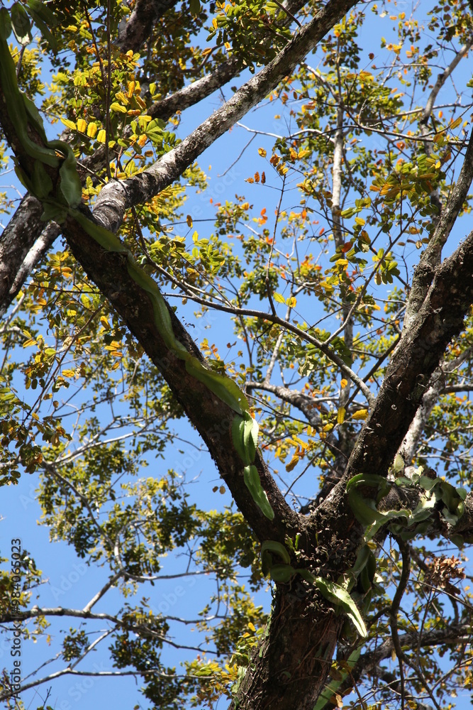 Tree intertwined with different plants, flora of Mexico Tree intertwined with different plants, flora of Mexico