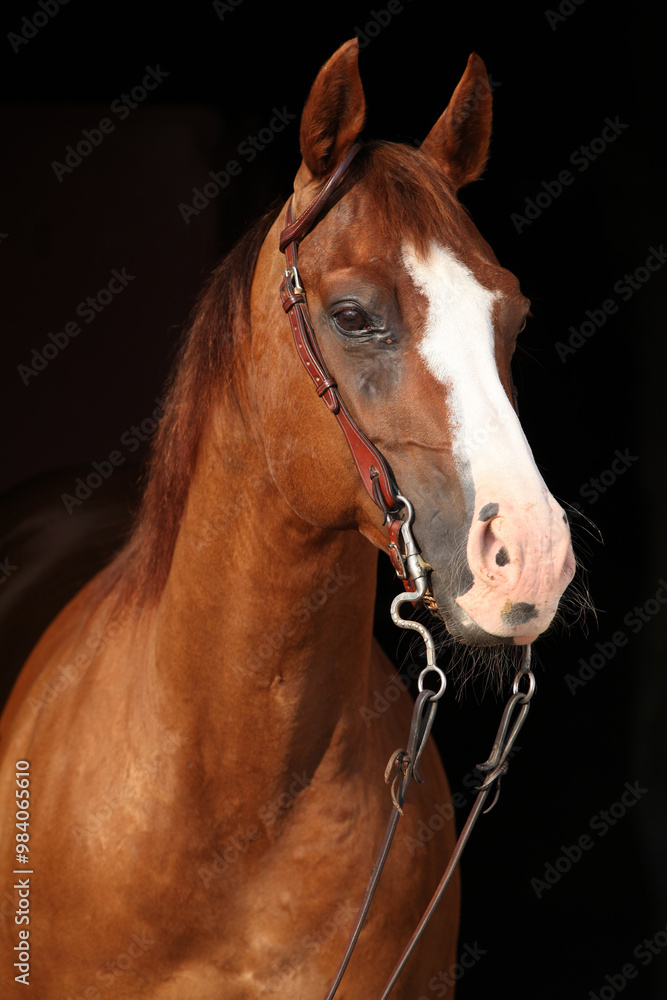 Amazing chestnut quarter horse with western bridle Amazing chestnut quarter horse with western bridle