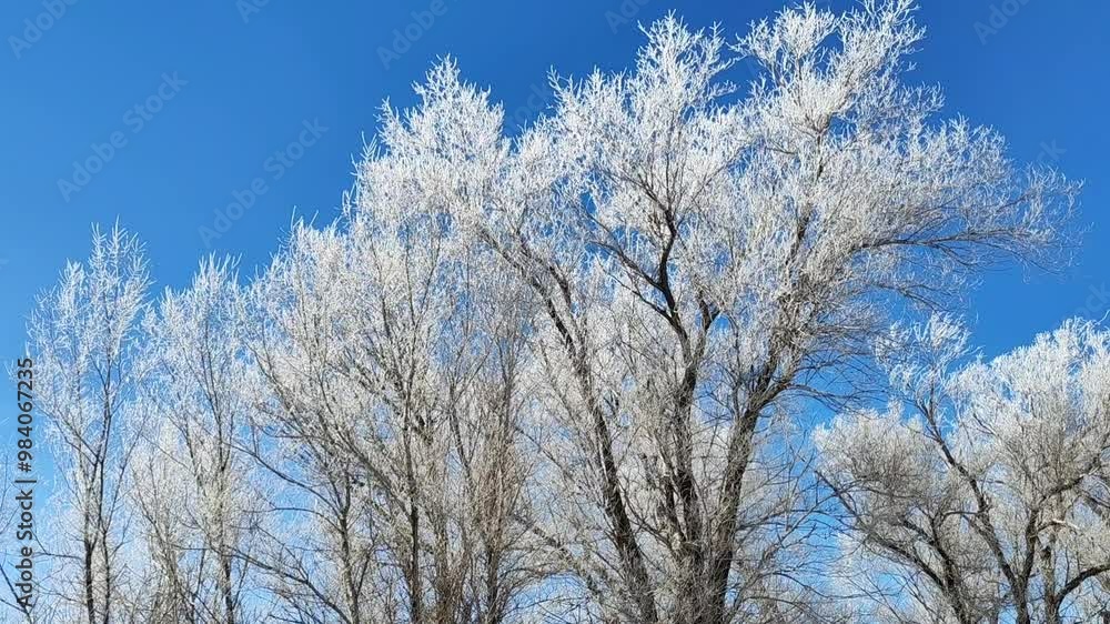 Winter nature, frost on branches, tree tops, clear blue sky, frosty morning. Simple video. Winter nature, frost on branches, tree tops, clear blue sky, frosty morning. Simple video.