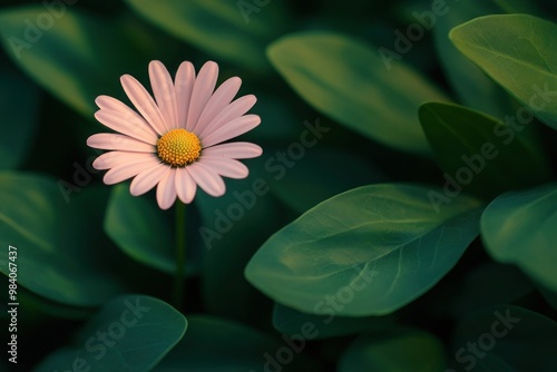 A close-up of a single pink daisy, standing out against a sea of green leaves, with soft, natural lighting highlighting its delicate petals.