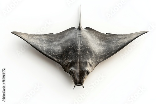 Graceful Stingray Specimen Isolated on Immaculate White photo