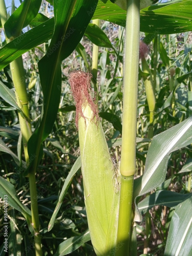 corn on the cob, Corn. Corn on the cob. Corn Growing in a field or on a farm. Corn field plantation. Maze cobs in a plantation field. corn on the cob, Corn. Corn on the cob. Corn Growing in a field or on a farm. Corn field plantation. Maze cobs in a plantation field.