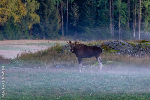moose in the woods