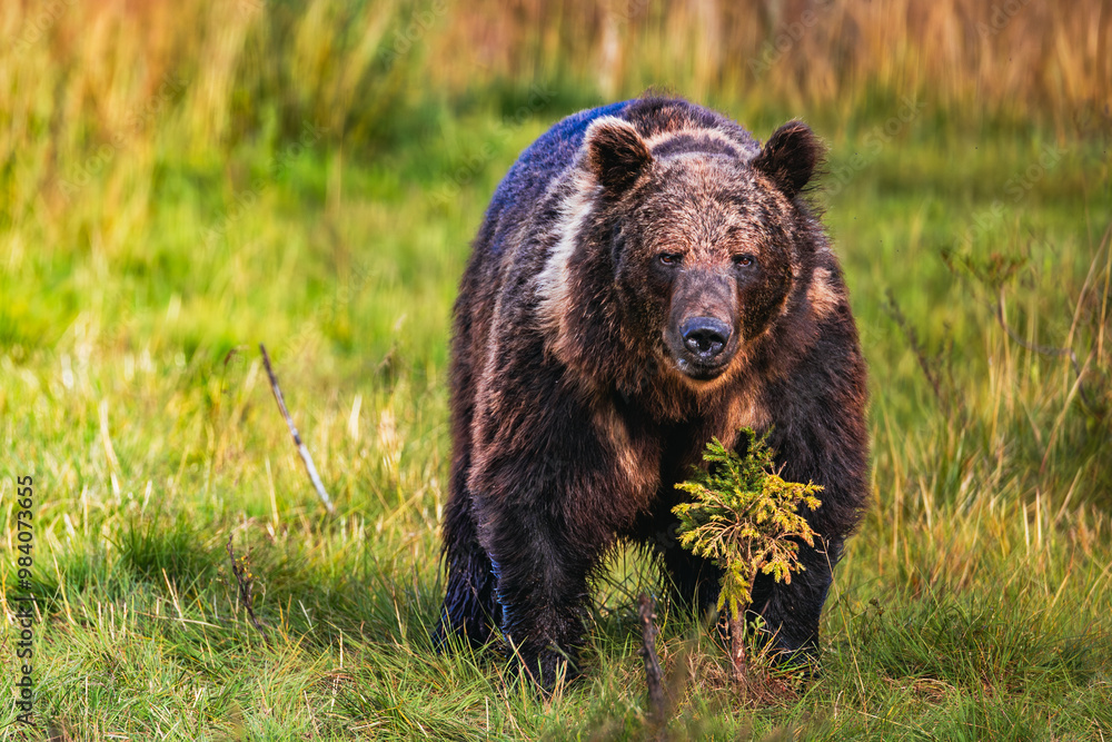 Fototapeta premium brown bear in the forest