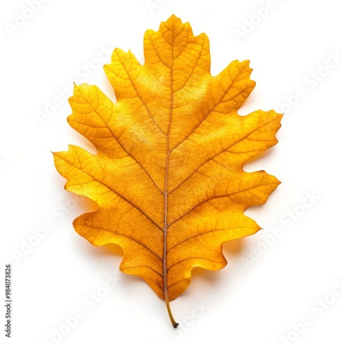 Wallpaper Mural Yellow Autumn Oak Leaf Isolated on White Background, Nature Fall Foliage Torontodigital.ca