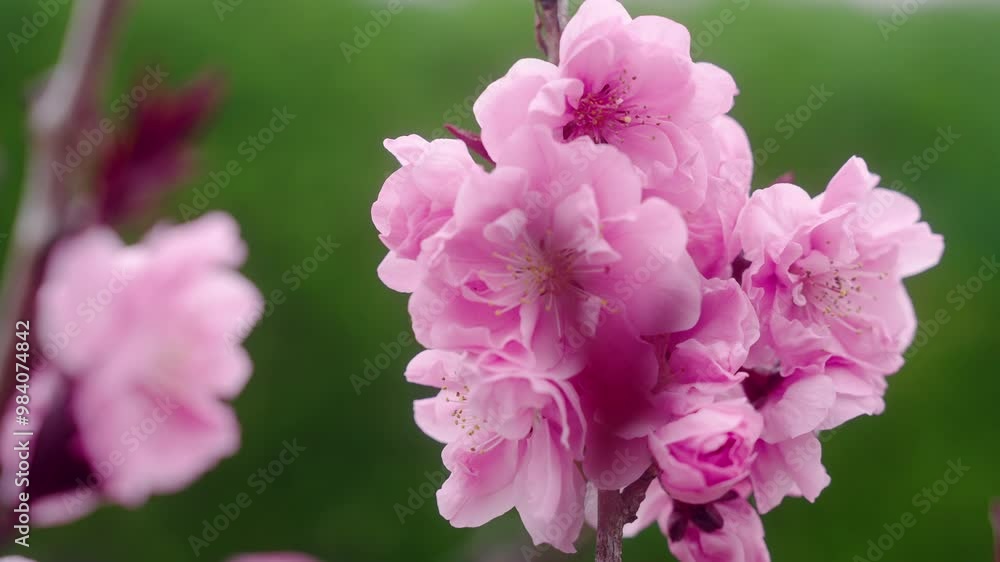 Light Pink Flowers Of Blooming Cherry Blossoms In Kyoto Botanical Gardens In Kyoto, Japan. Selective Focus Shot Light Pink Flowers Of Blooming Cherry Blossoms In Kyoto Botanical Gardens In Kyoto, Japan. Selective Focus Shot