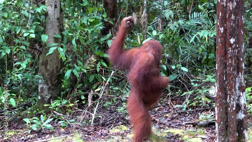 Orangutan walks upright on two feet. photo