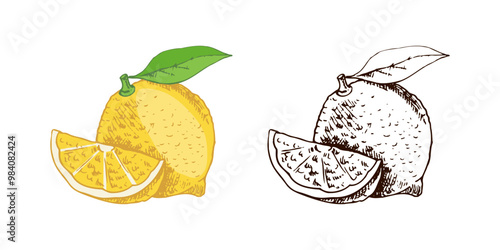 Hand drawn vector lemon sketch. Blossom plant with one leaf. Lemon slice and lemon. Сitrus. Lemon, lime. Vector illustration. Great for poster, menu or label.