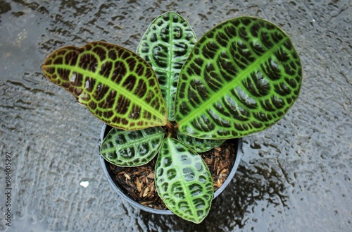 Beautiful Labisia Turtle Back from Borneo Indonesia, Labisia Plant latin name is Geogenanthus Ciliatus photo