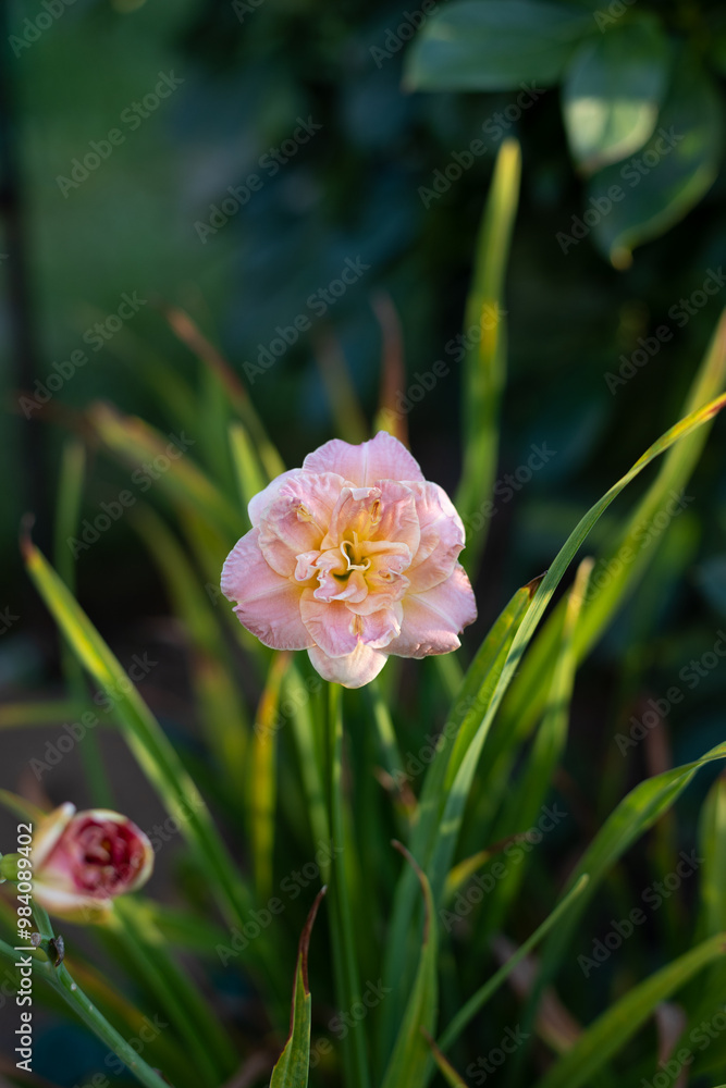 Beautiful pink daylily in the garden against the background of green leaves. Garden plants, the beauty of nature. Selective focus, close-up. Beautiful pink daylily in the garden against the background of green leaves. Garden plants, the beauty of nature. Selective focus, close-up.