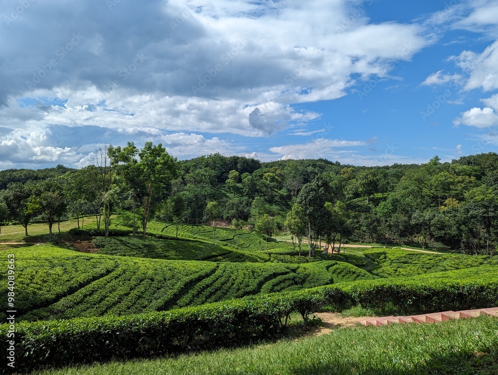 Darjeeling Green tea garden terrace, Tea plantations in Sreemangal, Sylhet, Bangladesh Darjeeling Green tea garden terrace, Tea plantations in Sreemangal, Sylhet, Bangladesh