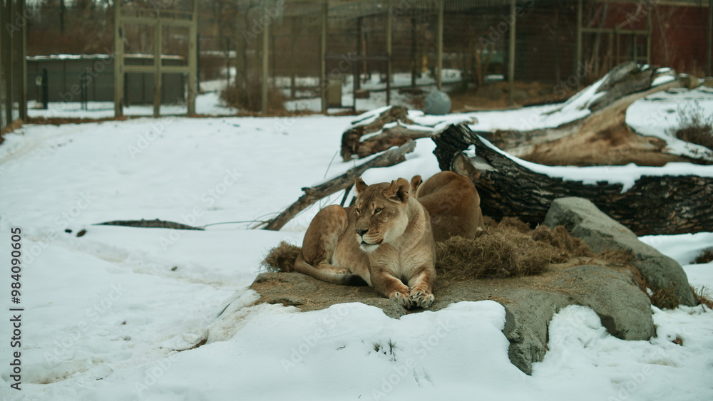 Naklejka premium female lion in snow