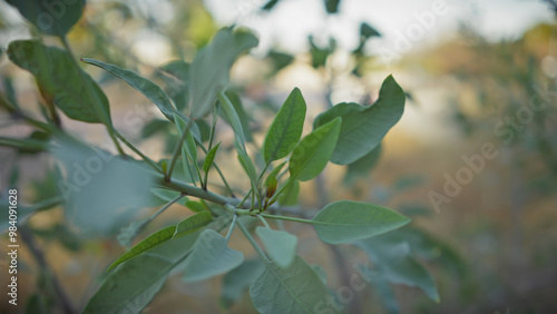 Close-up photo showcasing the fresh green leaves of a botanical specimen in murcia, spain.