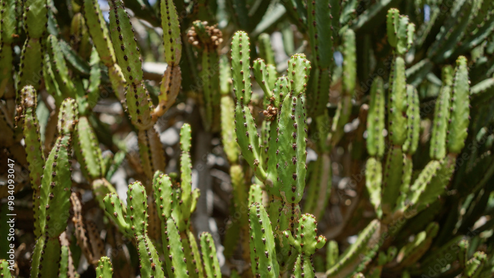 Dense euphorbia canariensis, also known as canary island spurge, thriving in the outdoor daylight at a cactus garden in lanzarote, canary islands Dense euphorbia canariensis, also known as canary island spurge, thriving in the outdoor daylight at a cactus garden in lanzarote, canary islands