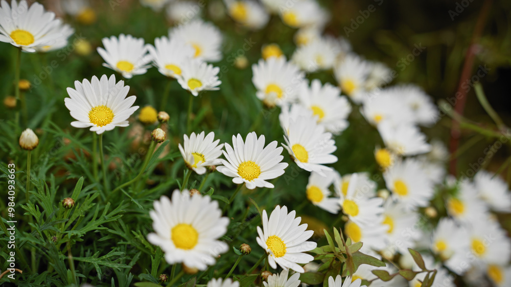 Fototapeta premium Close-up of white daisy-like flowers with yellow centers, growing in natural habitat in murcia, spain.