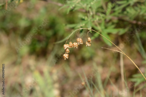 Large quaking grass seeds