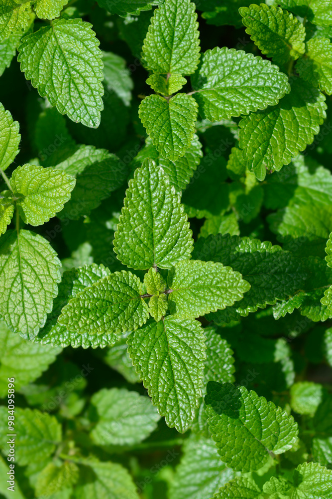 Lemon balm leaves Lemon balm leaves