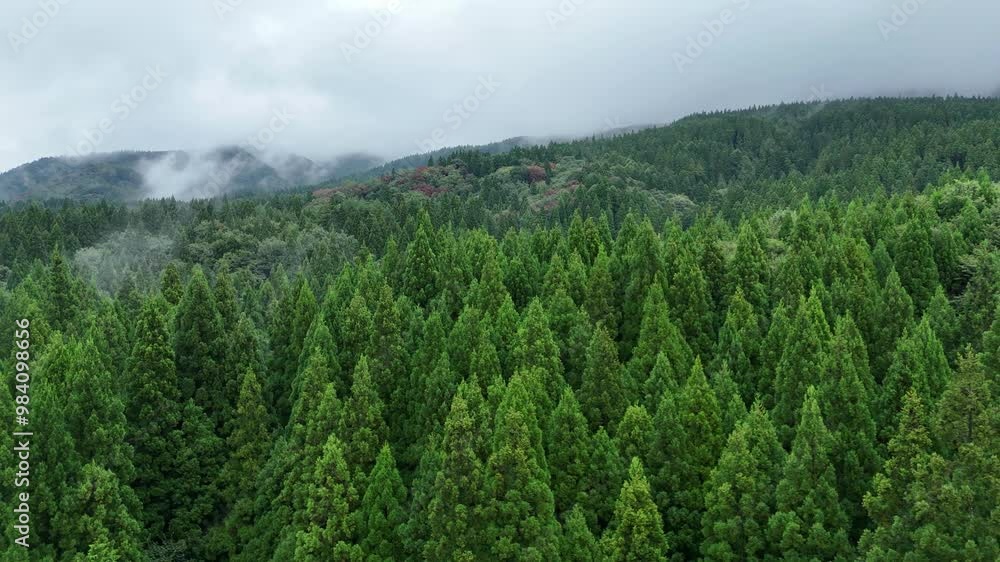 朝霧に包まれた山 雨に濡れた森林 空撮 風景 朝霧に包まれた山 雨に濡れた森林 空撮 風景