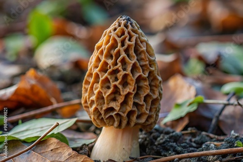 morel mushroom