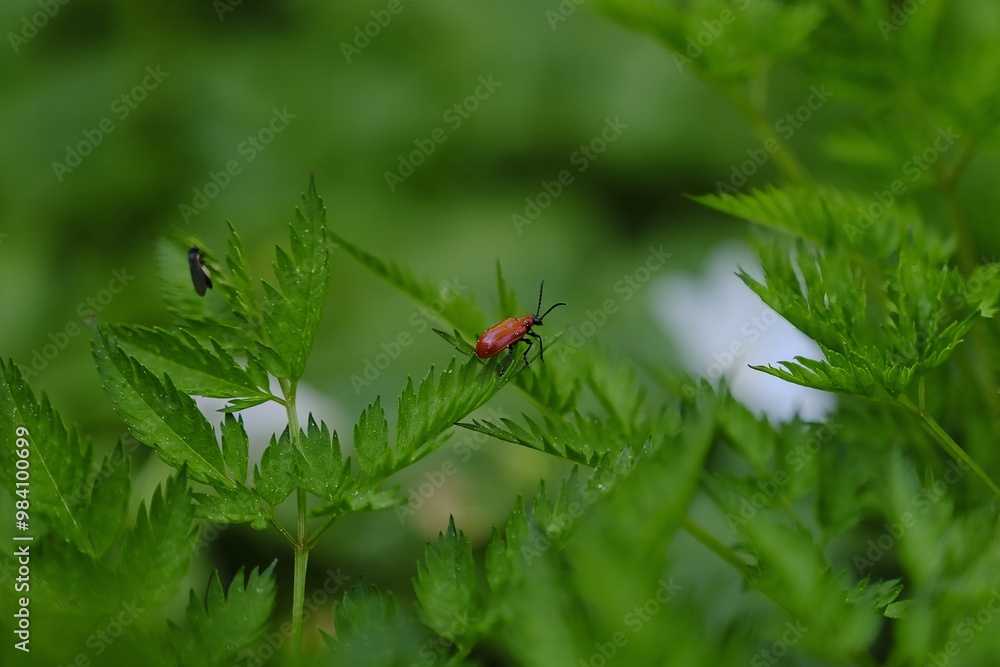 Fototapeta premium Lily beetle in garden