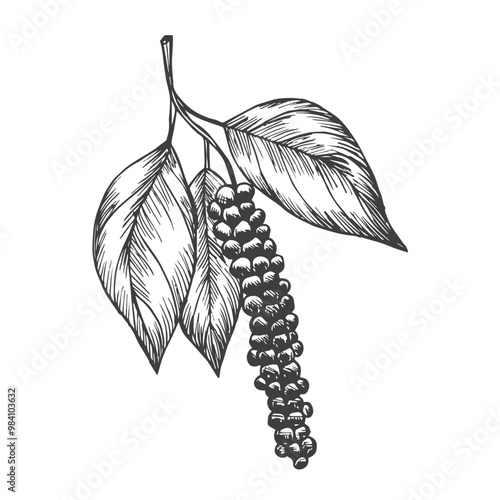 Black pepper seasoning. Plants with peppercorns. Hand drawn ink sketches set. Vintage style.