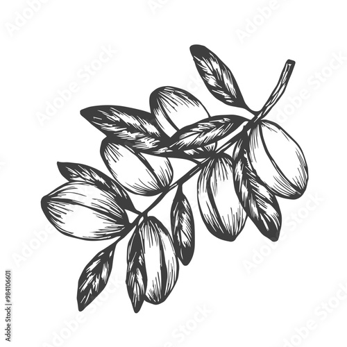 Argan plant hand drawn vector illustration. Set with Argan tree engraved with argania leaves, fruits. Cosmetics ingredient, argan oil, harvest, tree Berbers and Arabs. For label, print, design, logo