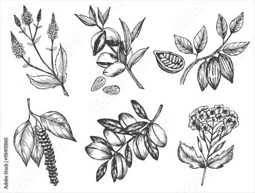 Vector collection of hand drawn flowers and herbs isolated on white background. Verbena, almond, cocoa, black pepper, argan and mustard ink sketches.