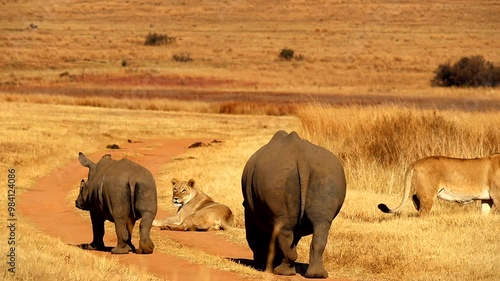 Fearless white rhino cow and calf walks toward resting lions on dirt road
