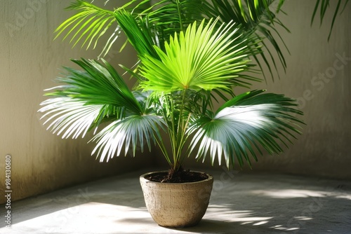 A small, bushy palm tree with wide, dark green leaves fanning out from a short, textured trunk photo