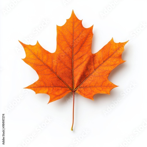 Autumn maple leaf in vibrant orange and red symbolizing Thanksgiving Day isolated on white background 