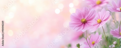 lovely meadow of cosmos flowers.