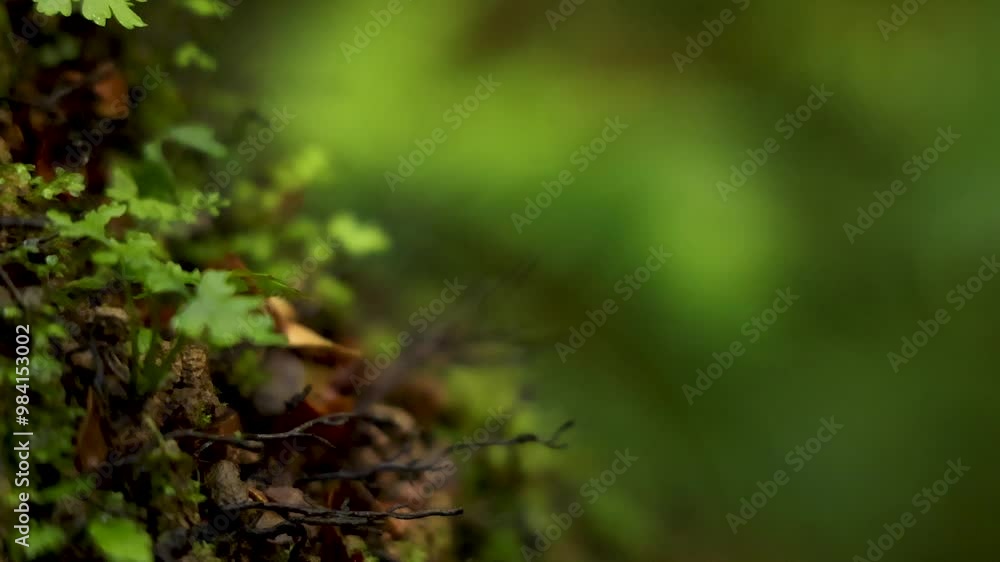 Moss and Leaves in Rainforest Moss and Leaves in Rainforest