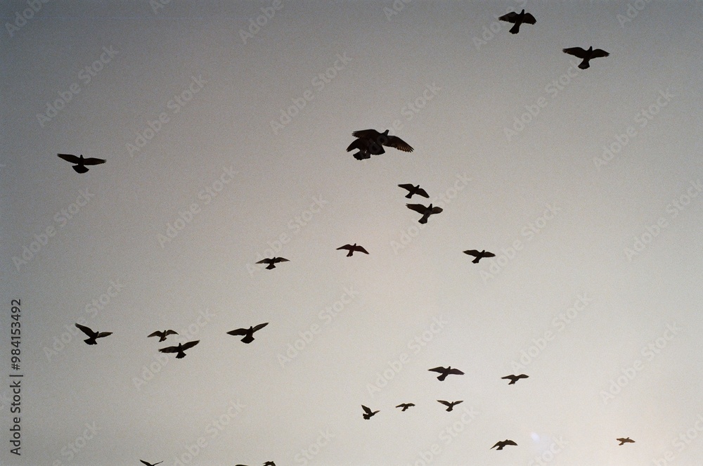 Fototapeta premium birds silhouette
