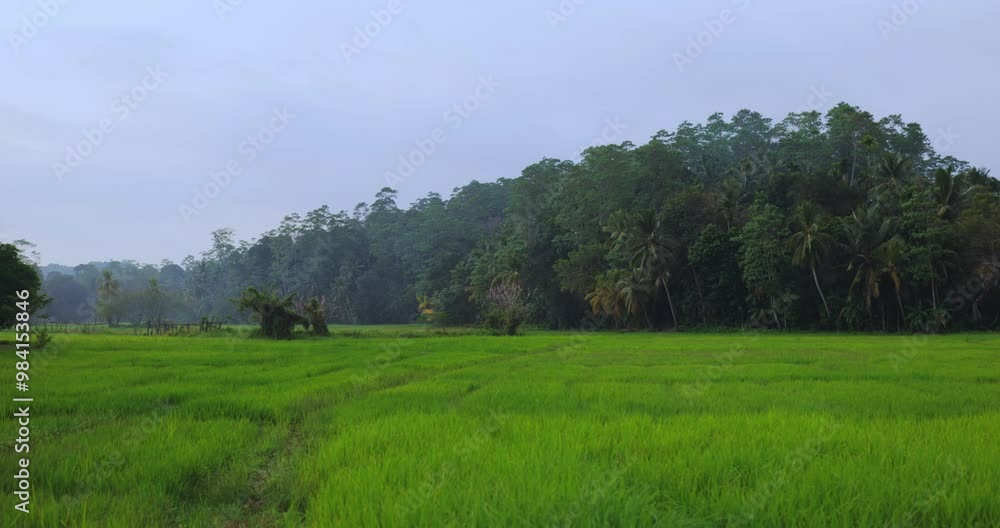 Lush Green Rice Fields Near Tropical Forest in Unawatuna, Sri Lanka Lush Green Rice Fields Near Tropical Forest in Unawatuna, Sri Lanka