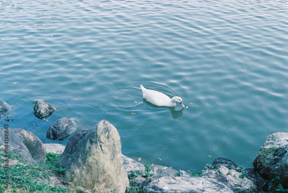 Naklejka premium ducks in the water
